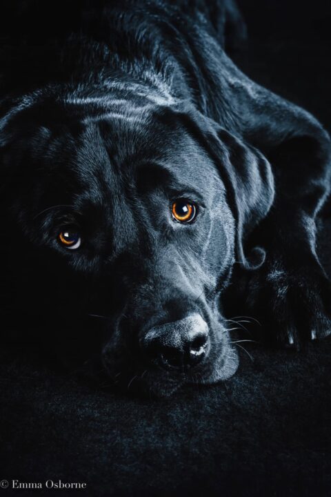 pet-portrait-black-dog pet-portrait-black-dog